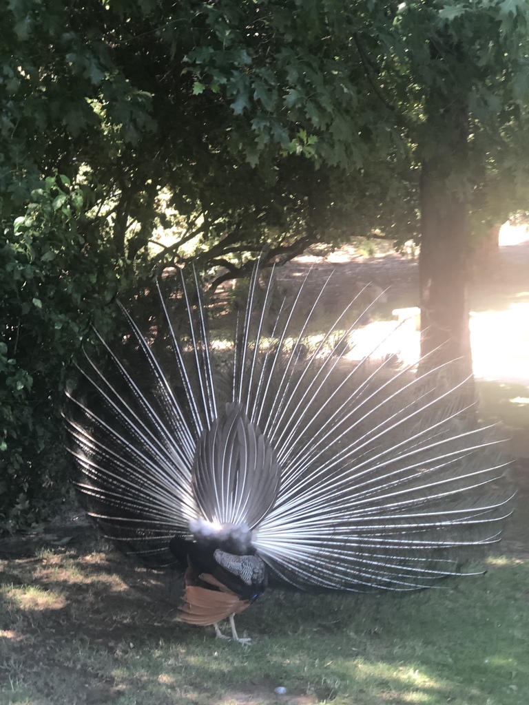 Peacock at Shinzen Japanese Garden