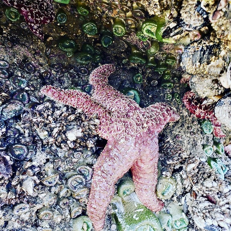 starfish on cannon beach
