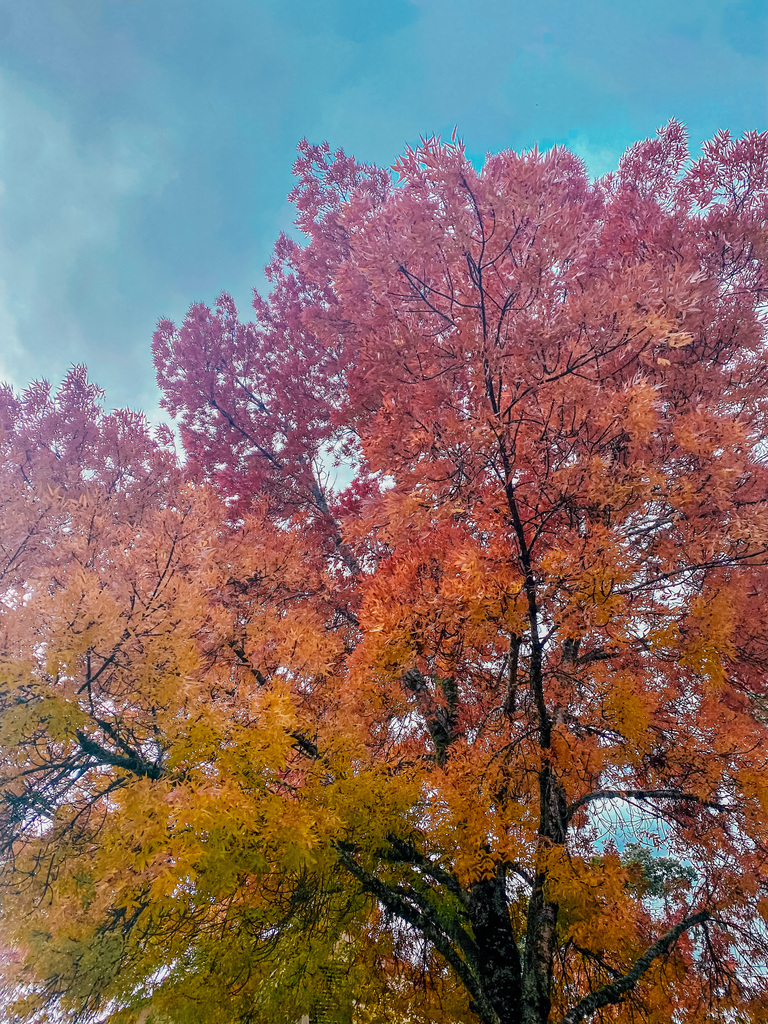 fall colors in Eugene Oregon