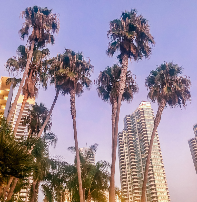 San Diego palm trees and skycrapers