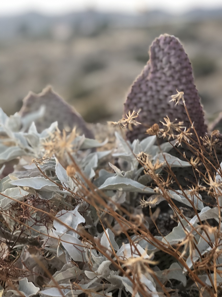 Desert Hot Springs