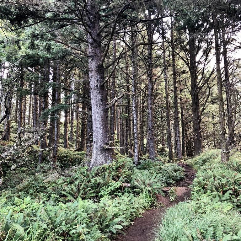 hiking trail in Ecola State Park at Cannon Beach, Oregon