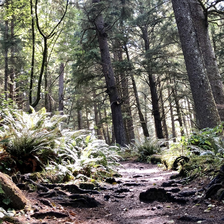 hiking trail in Ecola State Park at Cannon Beach, Oregon