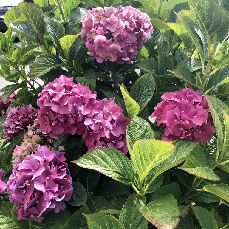 hydrangea bush in Cannon Beach, Oregon