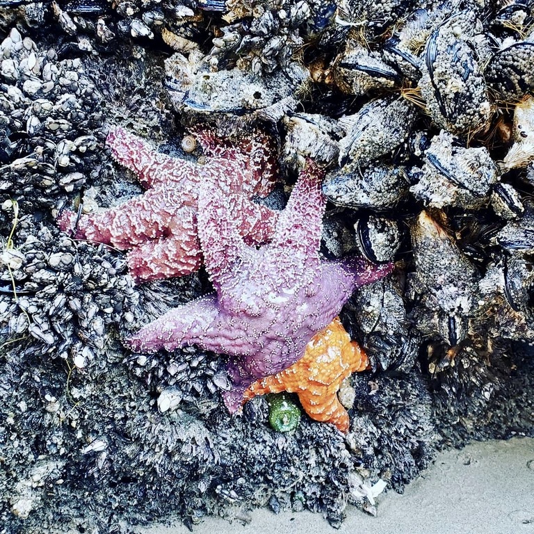 star fish cannon beach