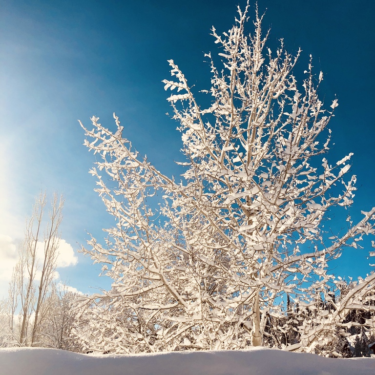 snowy branches in Steamboat Springs, Colorado