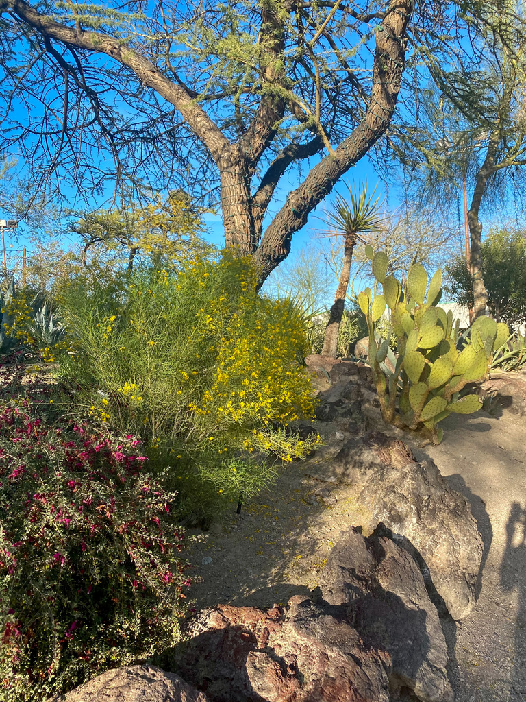 Botanical Cactus Garden in Nevada