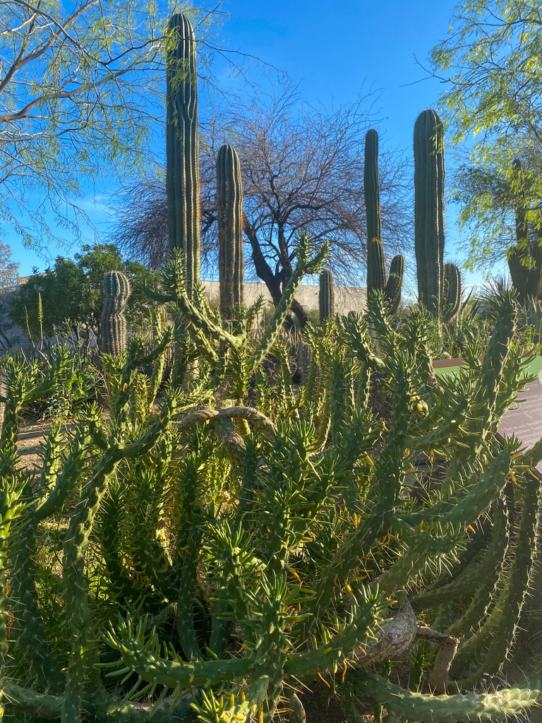Botanical Cactus Garden in Nevada