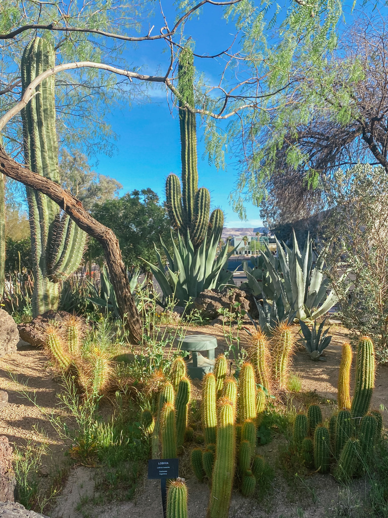 Botanical Cactus Garden at Ethel M Chocolates