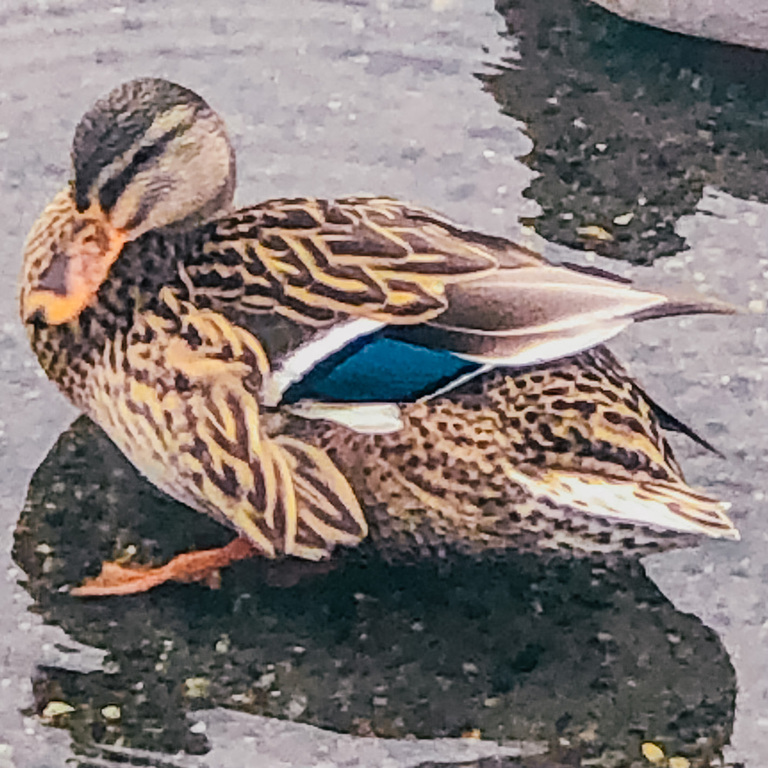 Juanita Bay Park duck in Kirkland, Washington