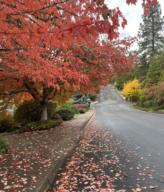 Autumn Leaves in Eugene, OR